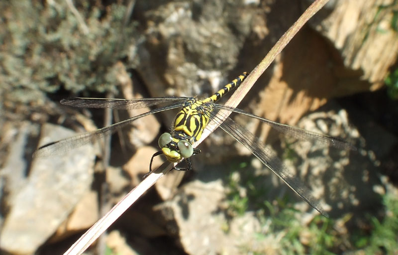 Onychogomphus forcipatus